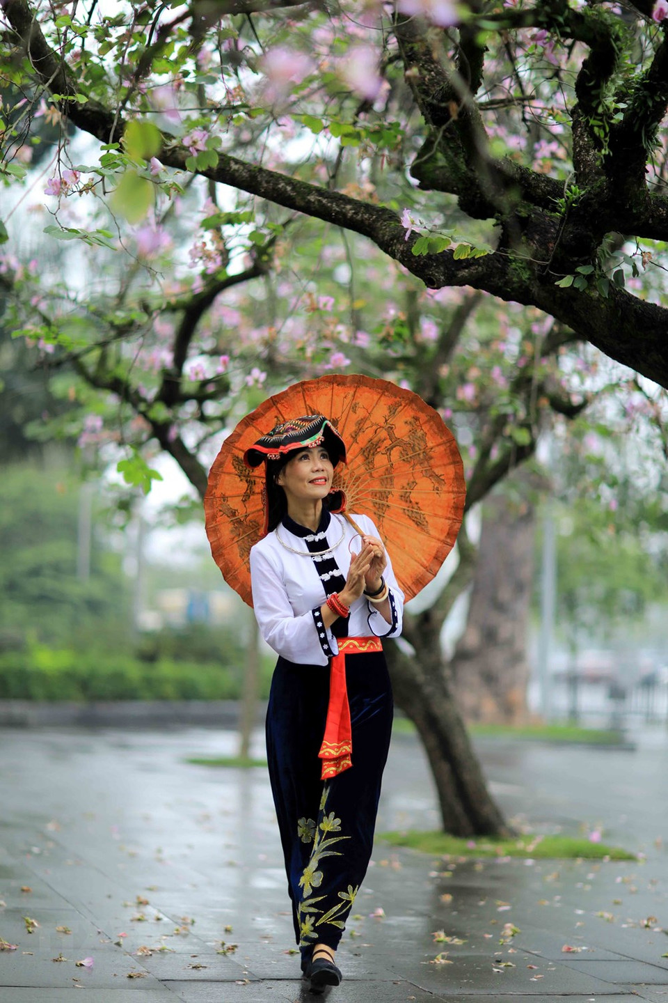 从20世纪60年代，羊蹄甲开始在河内一些街道、公园里种植。每逢2月份，羊蹄甲花又盛开，为河内大街小巷披上浅紫色衣裳。越通社记者 日安 摄