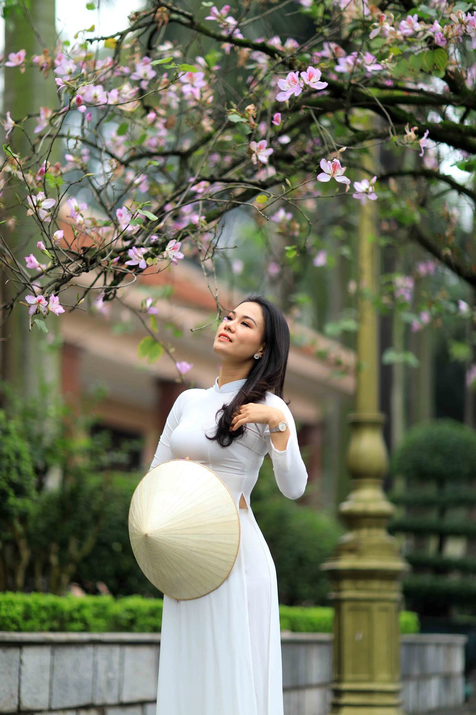 西北地区的羊蹄甲花一般呈淡紫色、深紫红色或白色，于每年2-3月盛放。越通社记者 日安 摄