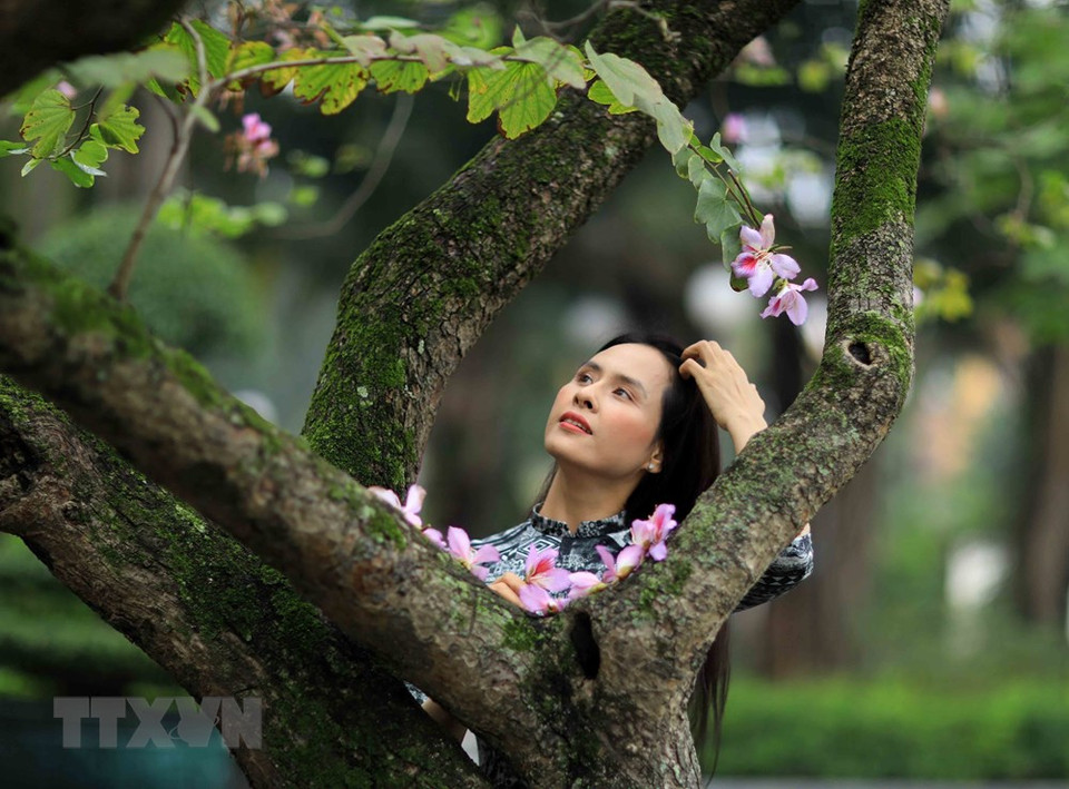 2月份的羊蹄甲花盛开季节总是吸引许多年轻人的眼球。越通社记者 日安 摄