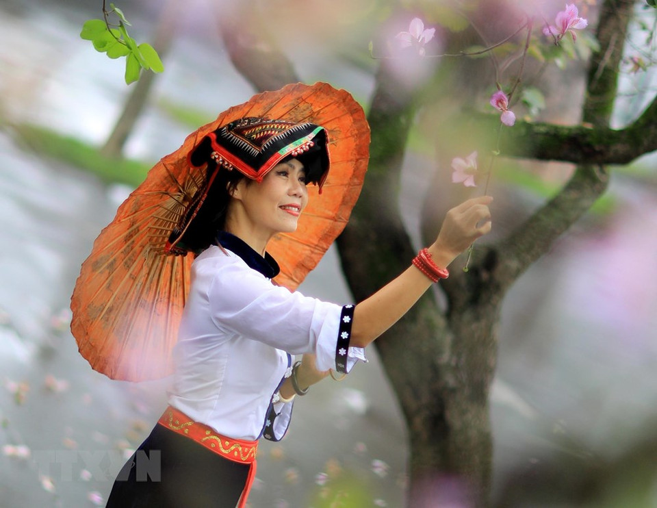 羊蹄甲花有5个花瓣，花朵娇柔婀娜，清香沁人心脾。越通社记者 日安 摄