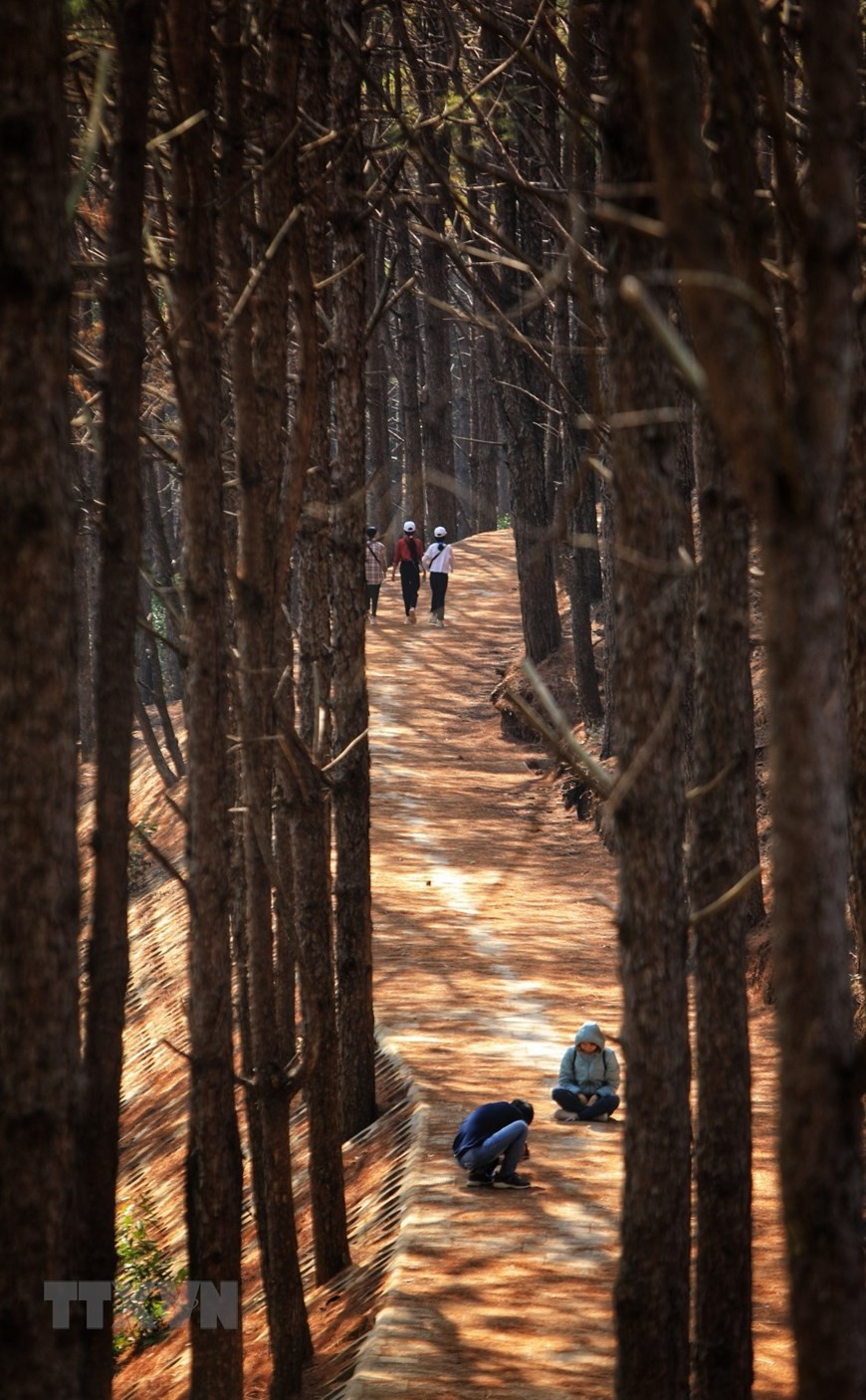 海湖旁边美丽的松树林。越通社记者 成大 摄