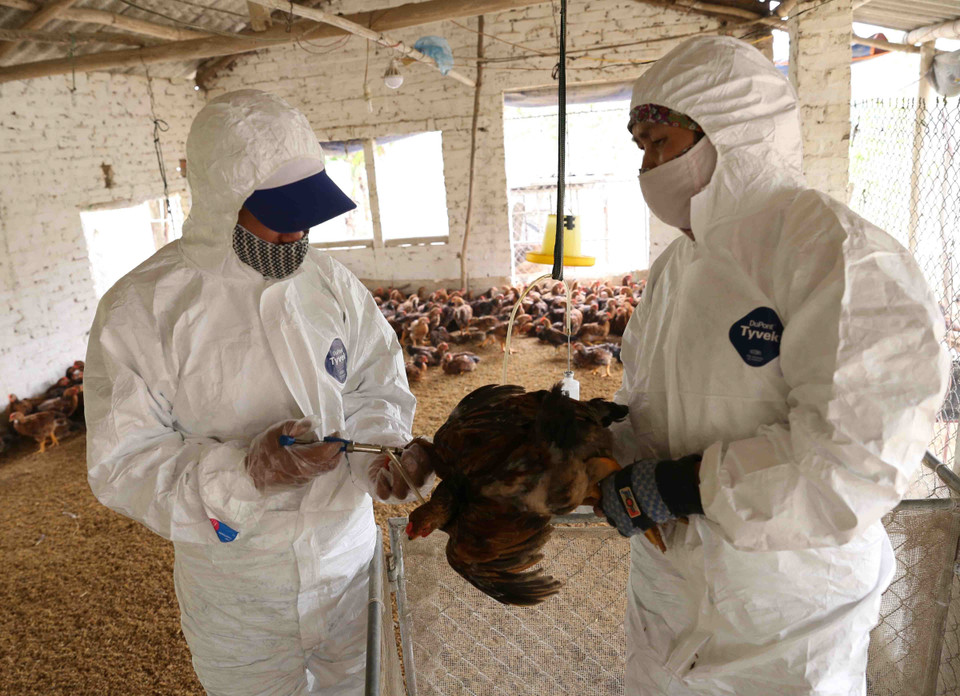 不利的天气条件、家禽的屠宰和消费需求增加、部分地方家禽接种率较低等导致禽流感暴发的风险较高。越通社记者 武生 摄