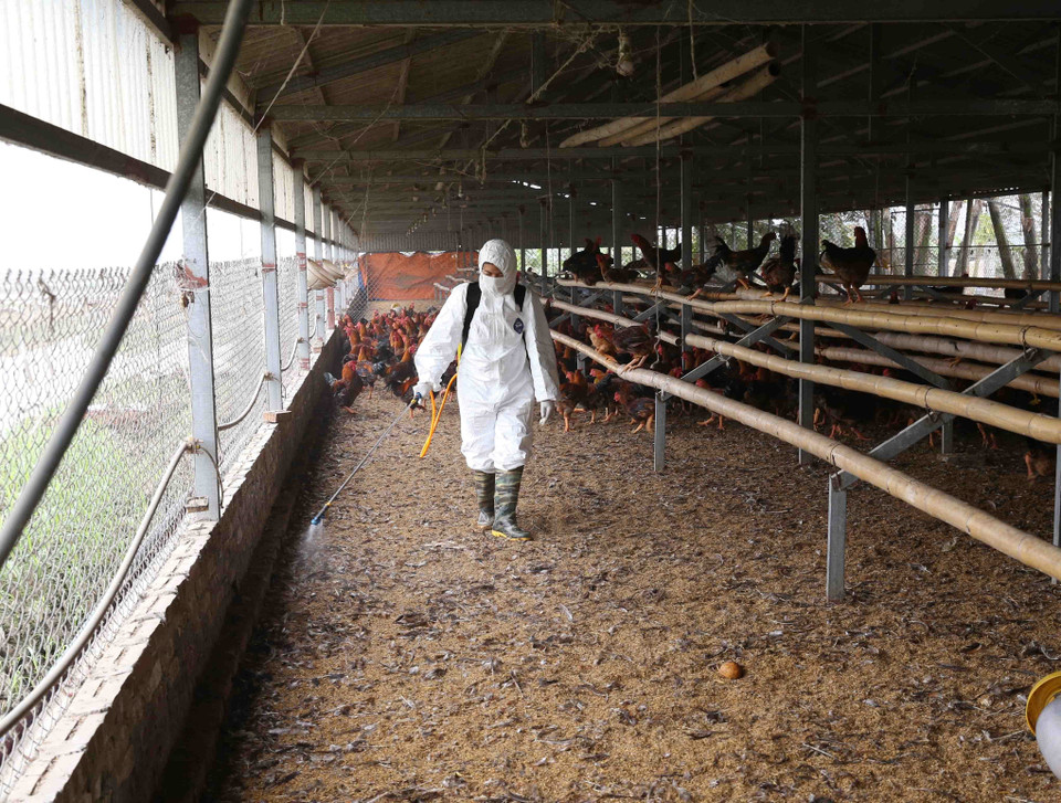 兽医人员喷洒消毒剂，为海阳省锦江县锦江19•5村农民的养鸡棚进行消毒杀菌。越通社记者 武生 摄