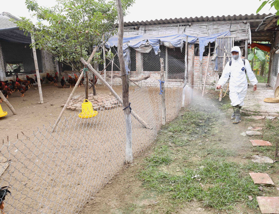 兽医人员喷洒消毒剂，为海阳省锦江县锦江凤凰村农民的养鸡棚进行消毒杀菌。越通社记者 武生 摄