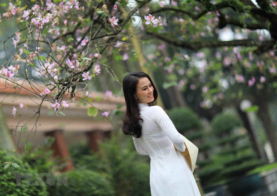 河内少女在羊蹄甲树下拍照。越通社记者 日安 摄