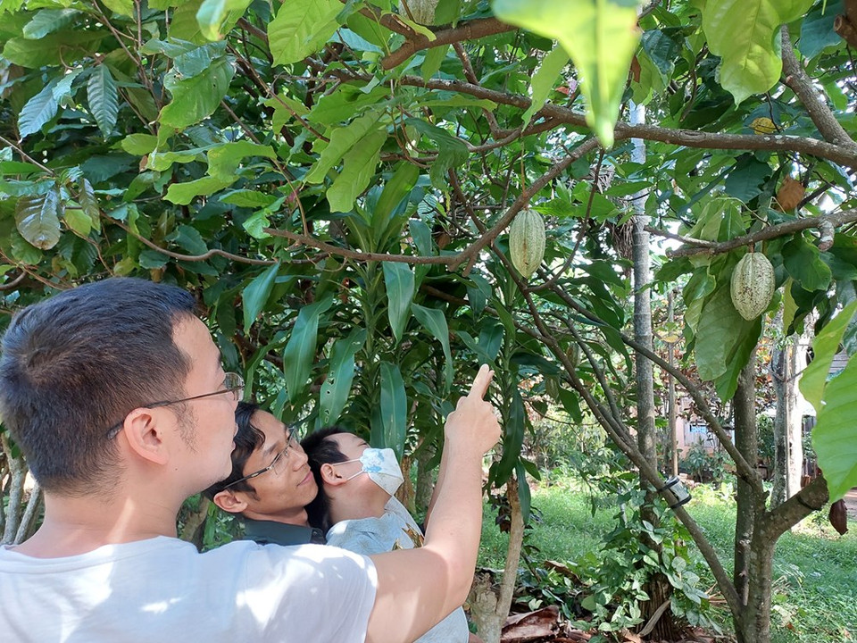 可可树常绿乔木，高达12米，树冠繁茂；树皮厚，暗灰褐色；嫩枝褐色，被短柔毛。叶具短柄，卵状长椭圆形至倒卵状长椭圆形，长20-30厘米，宽7-10厘米，顶端长渐尖，基部圆形、近心形或钝，两面均无毛或在叶脉上略有稀疏的星状短柔毛；托咔条形，早落。花排成聚伞花序，花的直径约18毫米；花梗长约12毫米；萼粉红色，萼片5枚，长披针形，宿存，边缘有毛，花瓣5片，淡黄色。图自Vietnam+