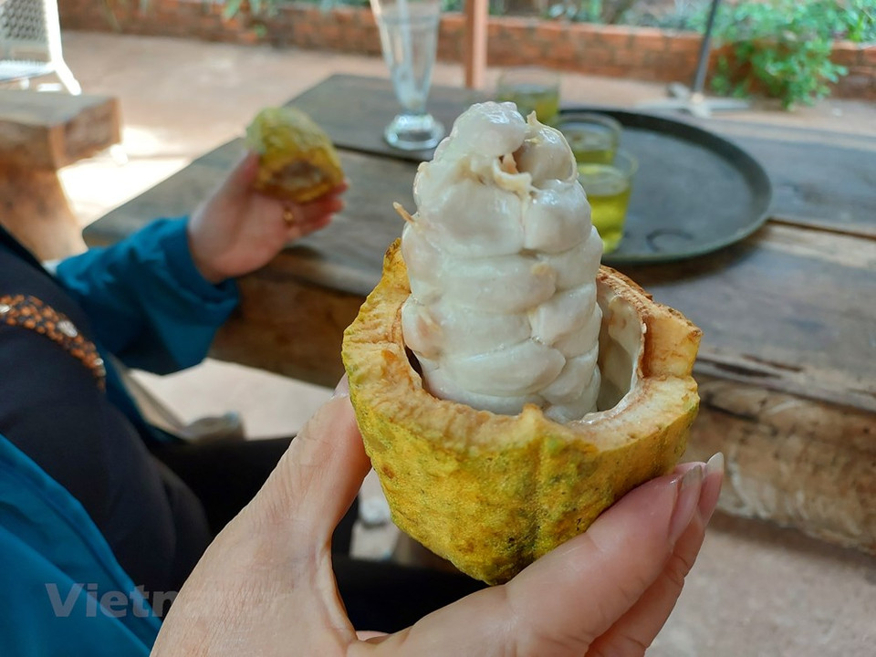 可可果也可以用来制作可可果汁。可可树是原产于热带美洲的梧桐科乔木，其果实可可果经过发酵及烘焙后可制成可可粉及巧克力。可可树上的可可果豆，可可果是古代墨西哥“蛇神”的礼物，代表“喜悦的源泉”，并具有神奇的功力。可可树的用途是可可树的果实经过发酵和烘焙后可以制成可可粉和巧克力，其种子是世界性的饮料原料。图自Vietnam+