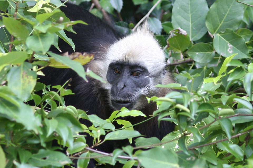 在吉婆岛上的叶猴曾是稀有的灵长类动物，在潮湿的热带森林中生活。图自越通社