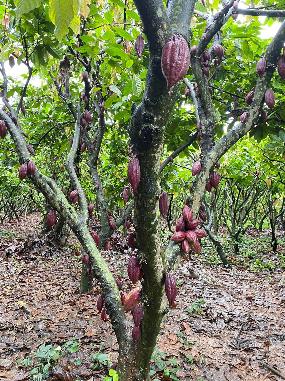 可可树果实累累。目前，该可可种植园由梅青创和阮氏雪绒夫妻俩管理。可可原产于美洲中部及南部，广泛栽培于全世界的热带地区。在中国海南和云南南部有栽培。可可喜生于温暖和湿润的气侯和富于有机质的冲积土所形成的缓坡上，在排水不良和重粘土上或常受台风侵袭的地方则不适宜生长。图自Vietnam+
