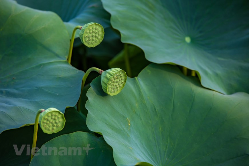每天，该莲花池为河内市场提供800-1000朵莲花。图自Vietnam+