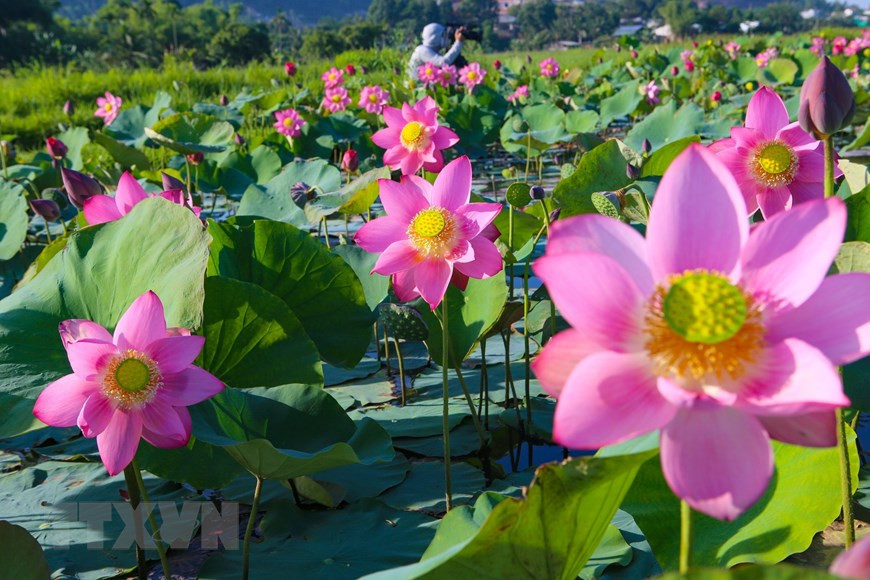 莲花在炎炎夏日里如约而来，一片片怒放的莲花，开放在无限思绪的心田里，幽静的莲塘带着旧梦续写着点点的往事情怀。图片来源：越通社