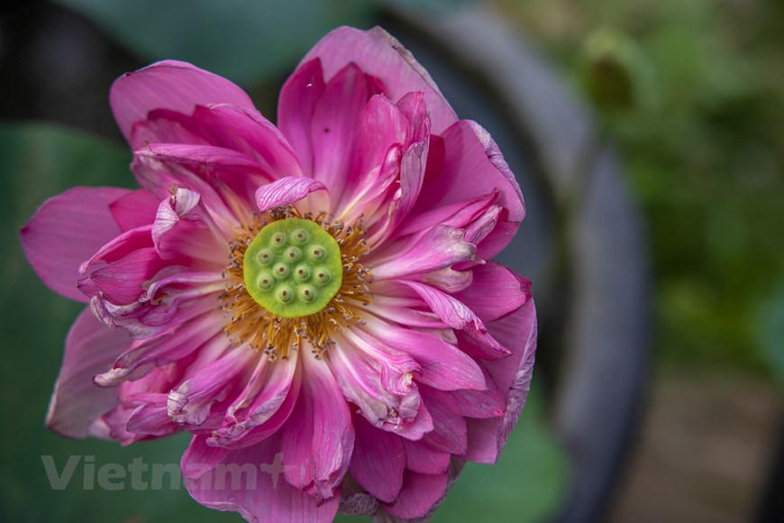 午夜莲花品种。图自Vietnam+