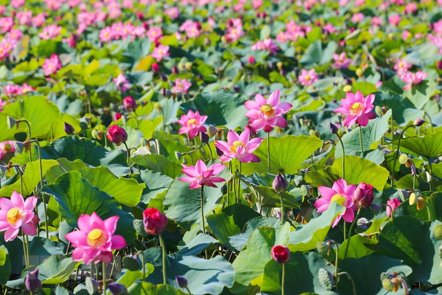 盛开中的莲花就像是一张张灿烂的笑脸，妩媚娇艳；快看还有半开半合的，好像害羞中的少女那般的纯洁，让人不禁肃然起敬。图片来源：越通社
