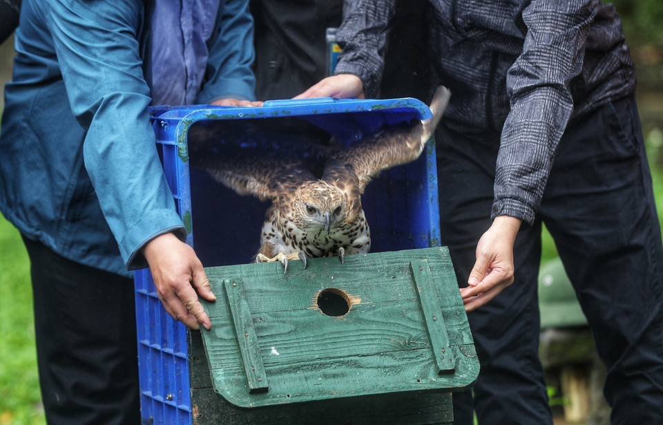 由宁平省菊芳国家公园管理委员会与河内野生动物救护中心救护的一只山鹰被放回菊芳森林大自然中。图自 越通社