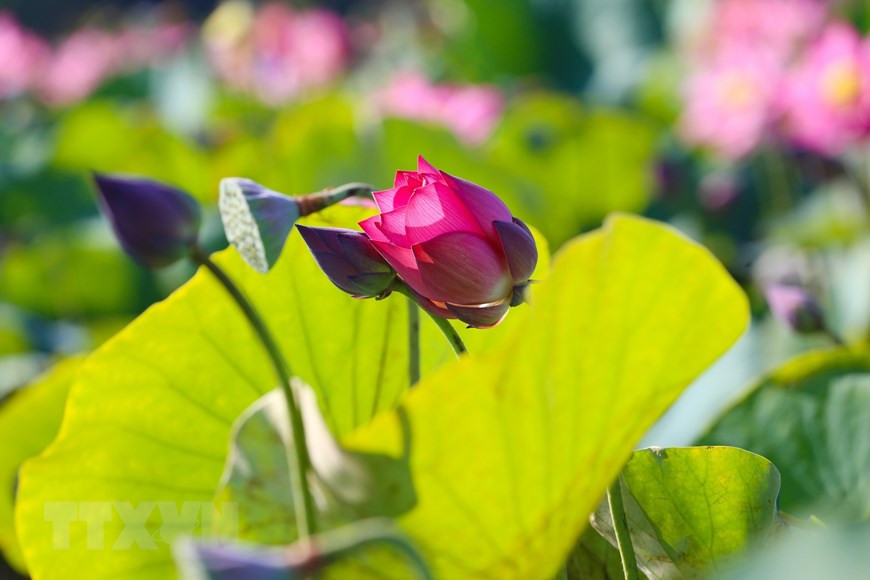 夏天是莲花飞舞盛开的季节，微风习习，莲池荡漾，一层层碧绿的莲叶托着优美的莲花，轻轻地摇曳起来，摇摇摆摆地在翩翩起舞。图片来源：越通社
