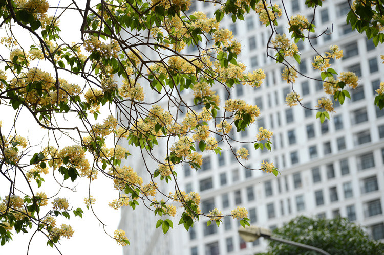 每朵花拥有13到18个花蕊，个别花丛长度可达数十厘米，以红色和紫色为主要颜色。