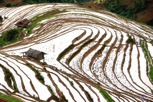 穆庚寨梯田被承认为国家级旅游名胜景区（图片来源：越南每日快讯报）
