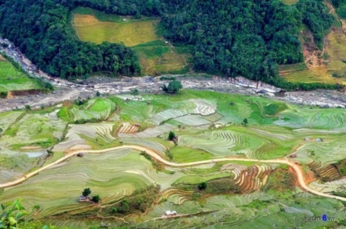 辽阔的水稻田（图片来源：越南每日快讯报）
