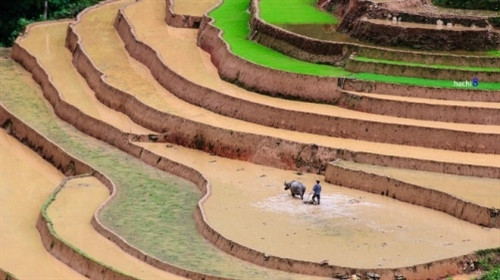 五六月份，雨季开始。雨水从山上流入梯田，为当地民众准备插秧提供便利条件（图片来源：越南每日快讯报）