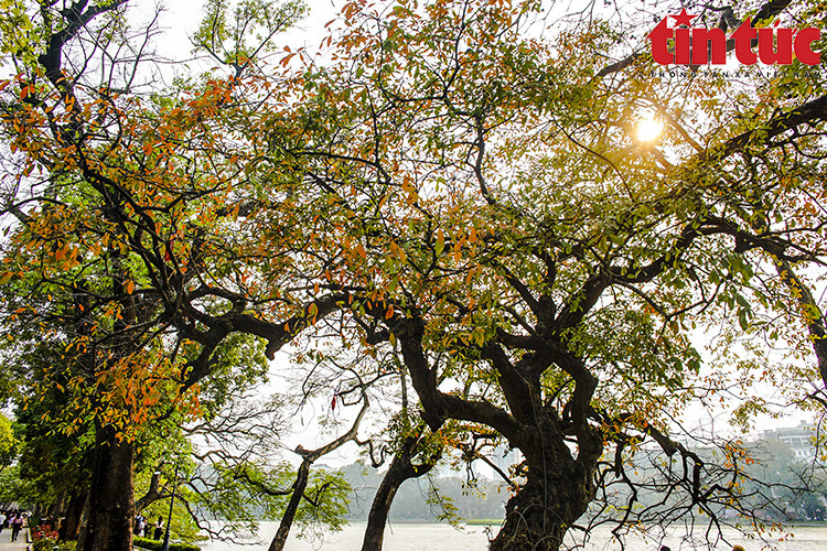 玉蕊树树叶从黄转橙、再换上红，现在就被绿油油的颜色取而代之。图自 《信息报》