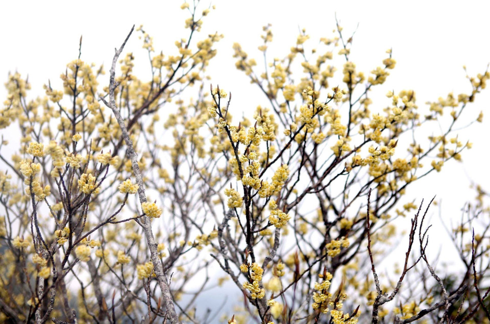 在白木梁子峰上长着金黄杜鹃。这种花一般生长于海拔3000米的灌丛中。图自越通社