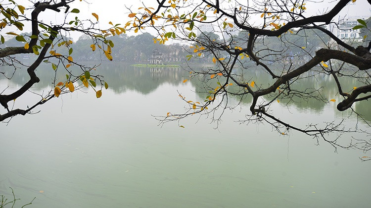 玉蕊树—首都河内特色的树木。图自 《信息报》