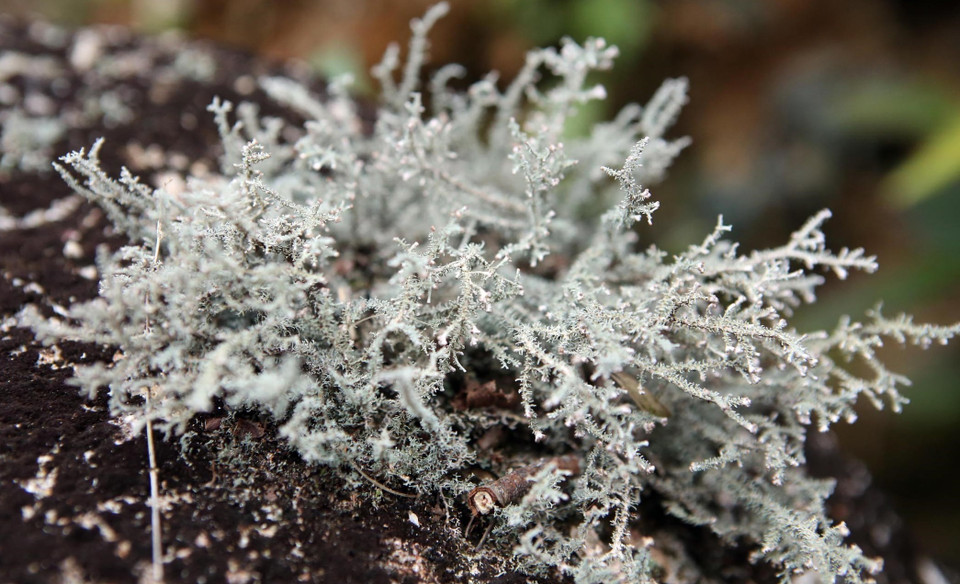 长在岩石上的植物既奇特又好看。图自越通社