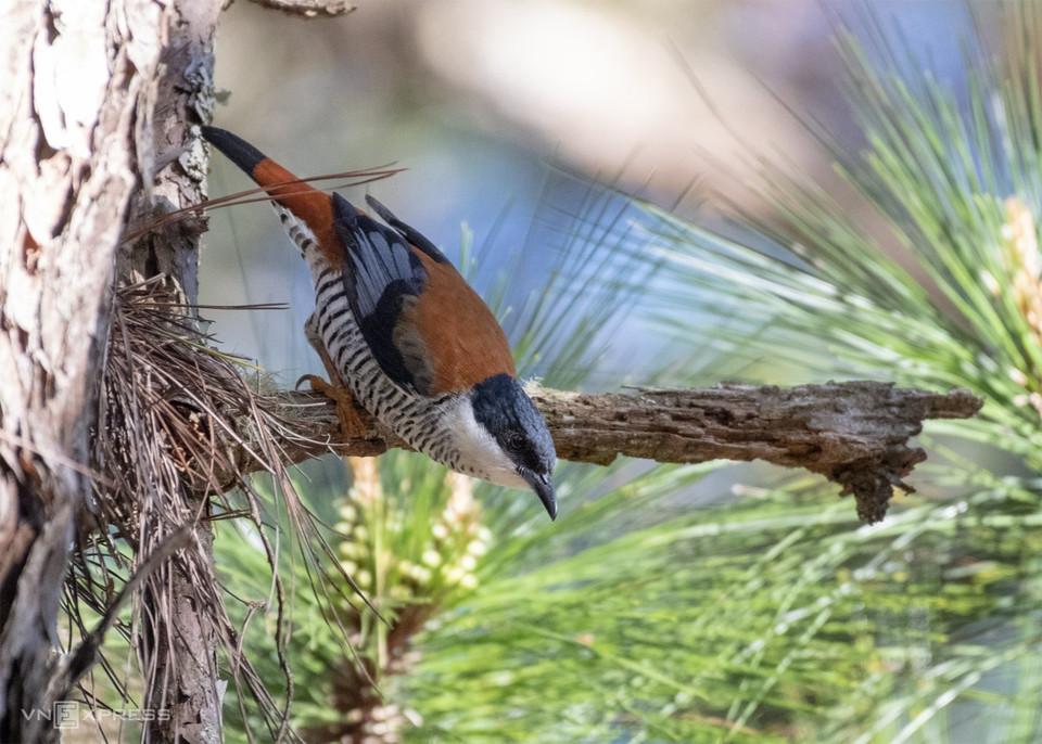 越南斑胁姬鹛是大叻市拥有艳丽羽毛的鸟类之一。图自Vnexpress