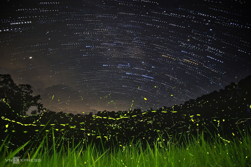 目前农药、城市化进程等因素对萤火虫的生态环境和行为产生了负面影响，导致越南萤火虫数量急剧减少。图自Vnexpress
