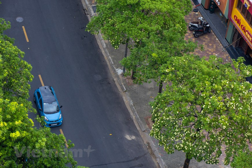 糖胶树花已成为河内秋季的象征，是身在异乡的游子心中的挂念。图片来源：越通社