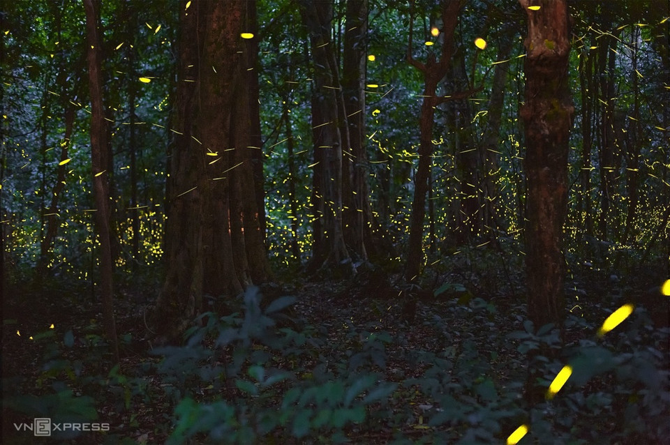 森林一角的幽光。这些“飞星”在闪烁时似乎带游客进入一个梦幻的童话世界。图自Vnexpress