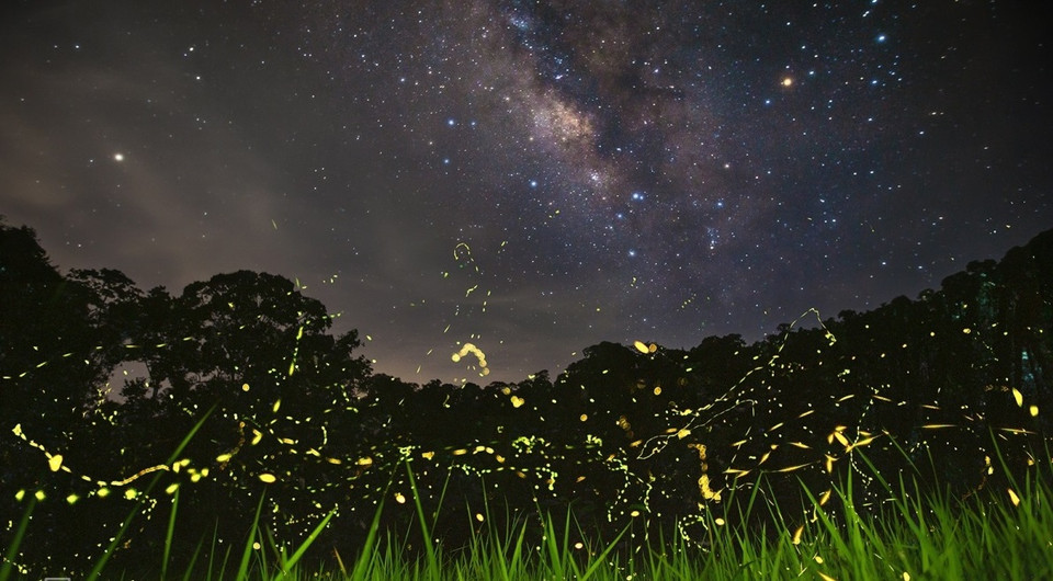 空中的银河和林草下萤火虫的光芒相结合，形成一个美丽的画面。图自Vnexpress