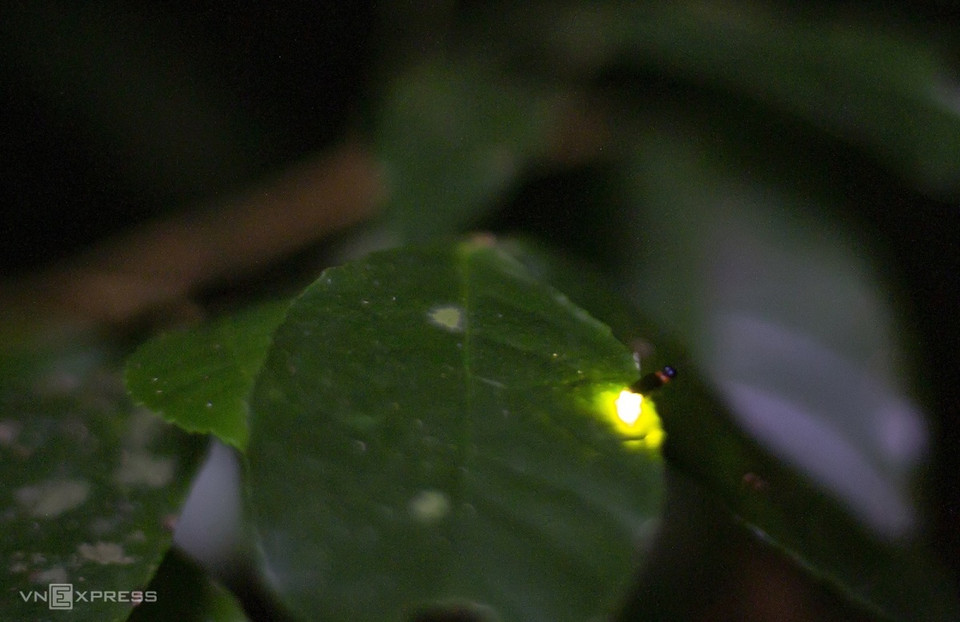 萤火虫是棕色的柔体昆虫，翅膀比其他甲虫硬，其尾部能发出荧光以引诱猎物并在繁殖季节吸引配偶。图自Vnexpress