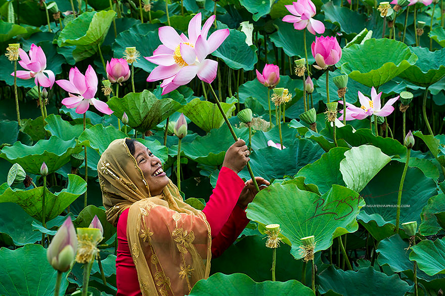 赏花——莲花盛开的季节占族妇女常泛舟湖中赏花。（图片来源：新河内报）