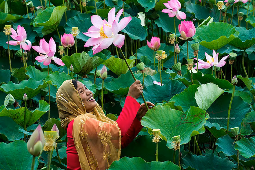 赏花——莲花盛开的季节占族妇女常泛舟湖中赏花。（图片来源：新河内报）