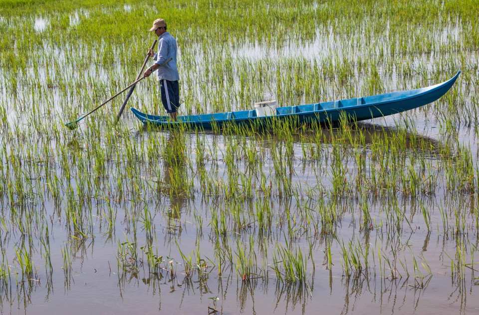 从10月至11月，上游洪水泛滥，淹没了后江省大片田野。越通社记者 维姜 摄