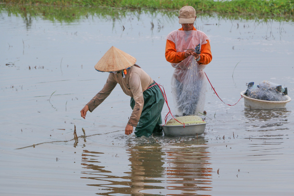 后江省渔民汛期在田野上捕捞。 越通社记者 维姜 摄