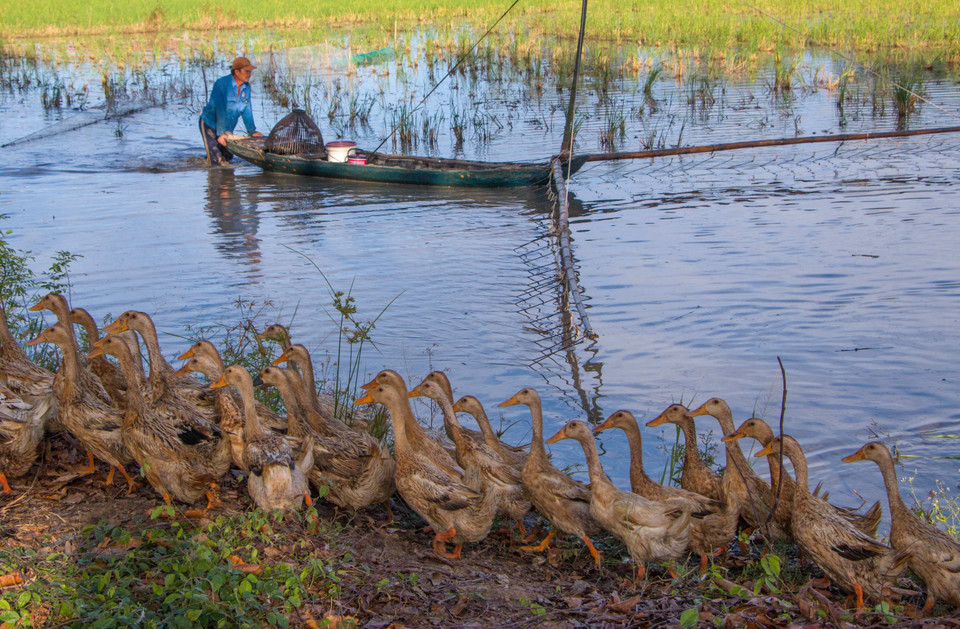 后江省从1月至2月进入汛期。 越通社记者 维姜 摄
