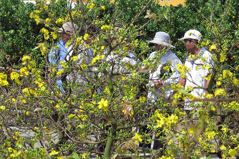 花农在宁顺省4•16广场卖梅花。越通社记者 功暑 摄