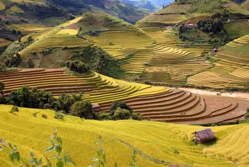 金色的梯田将安沛省木江界打造成一幅美丽迷人的绘画作品。图自越通社