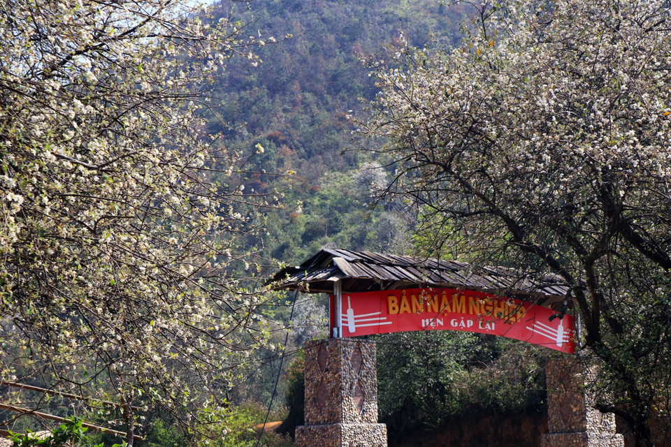 每逢二、三月份，玉战乡嫩业村的栘果树都会开花结果。图自越通社