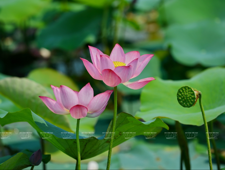 美丽诱人的莲花。越通社记者 青和 摄