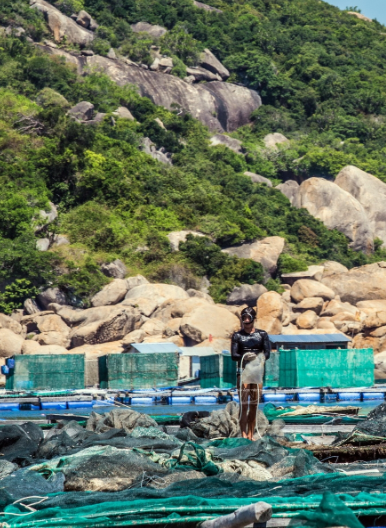 龙虾是一种昂贵食材，每天渔民们都要在海底深处给龙虾投喂饲料。图自越通社