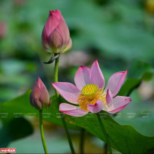 美丽诱人的莲花湖。越通社记者 青和 摄