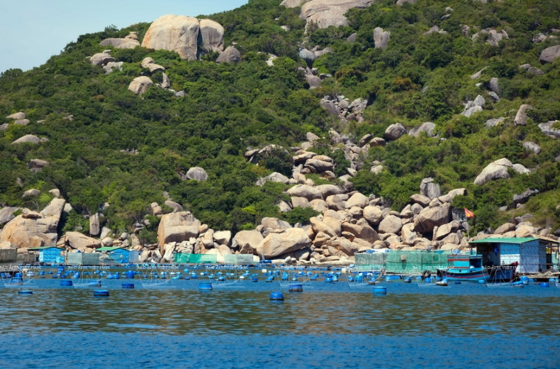 金兰湾拥有推动龙虾养殖业发展的许多便利条件。图自越通社