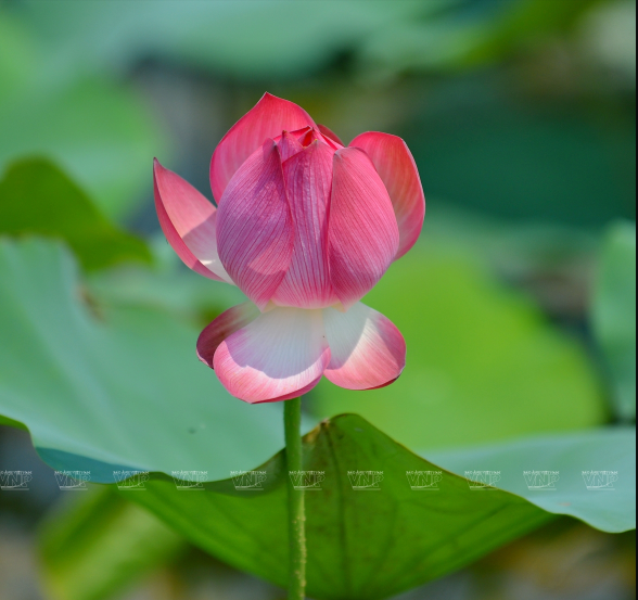 粉红莲花即将盛开。越通社记者 青和 摄