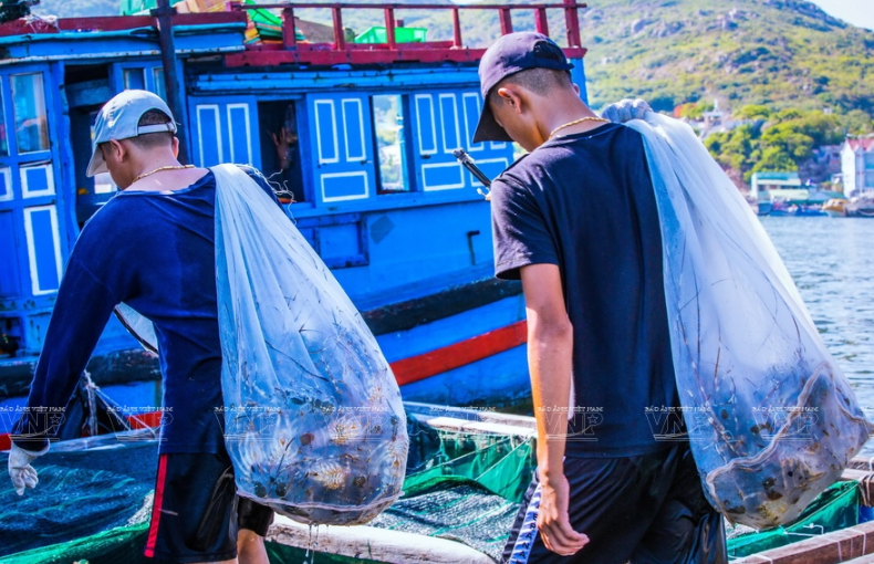 平巴岛的龙虾。图自越通社