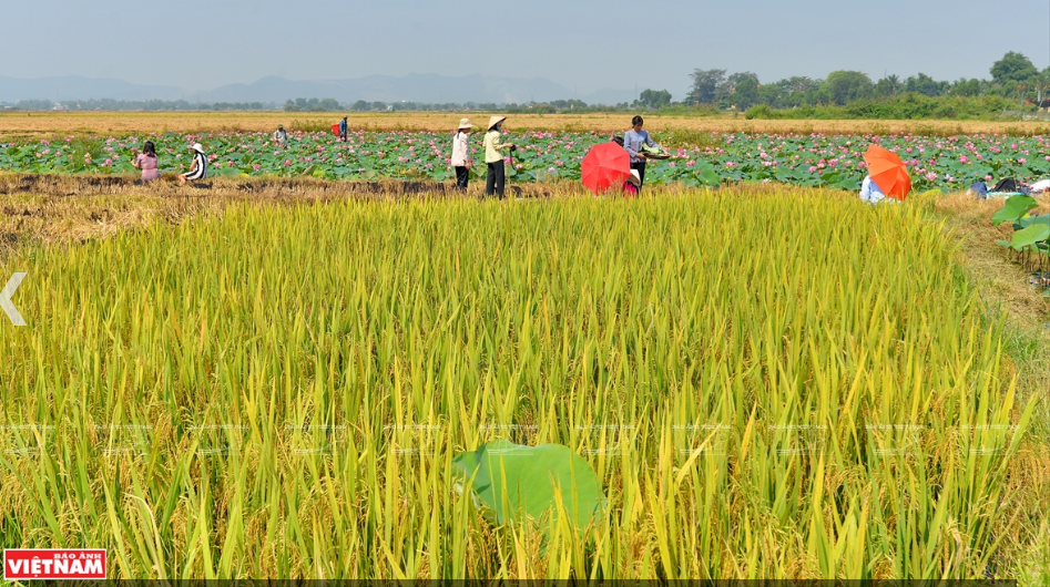 游客们欣赏顺化省郊外的莲花湖。越通社记者 青和 摄