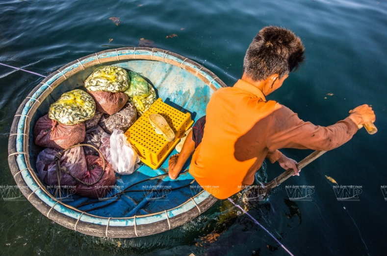 龙虾是一种昂贵食材，每天渔民们都要在海底深处给龙虾饲料。图自越通社