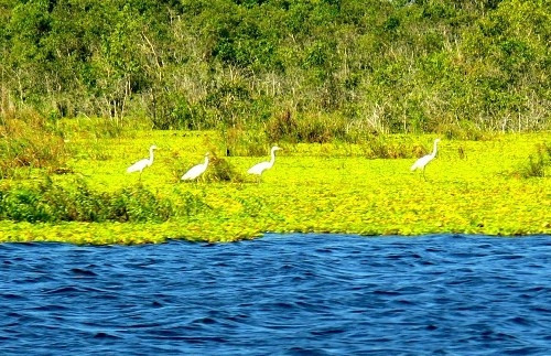 鹬种。（图片来源：越通社）
